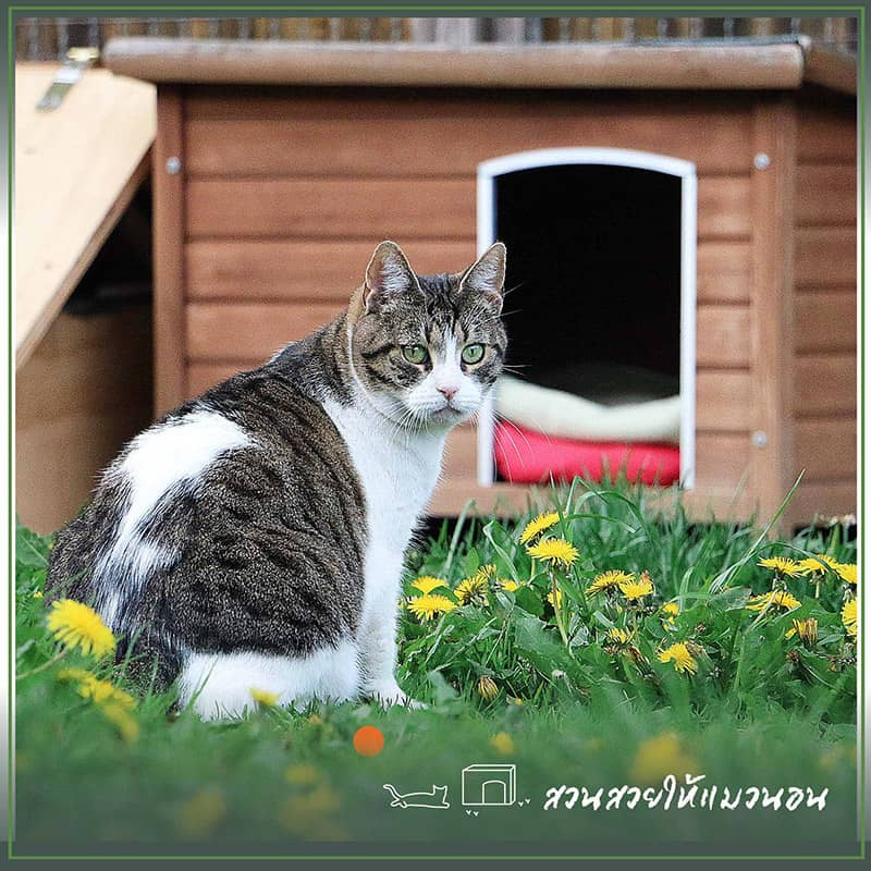 บ้านแมว