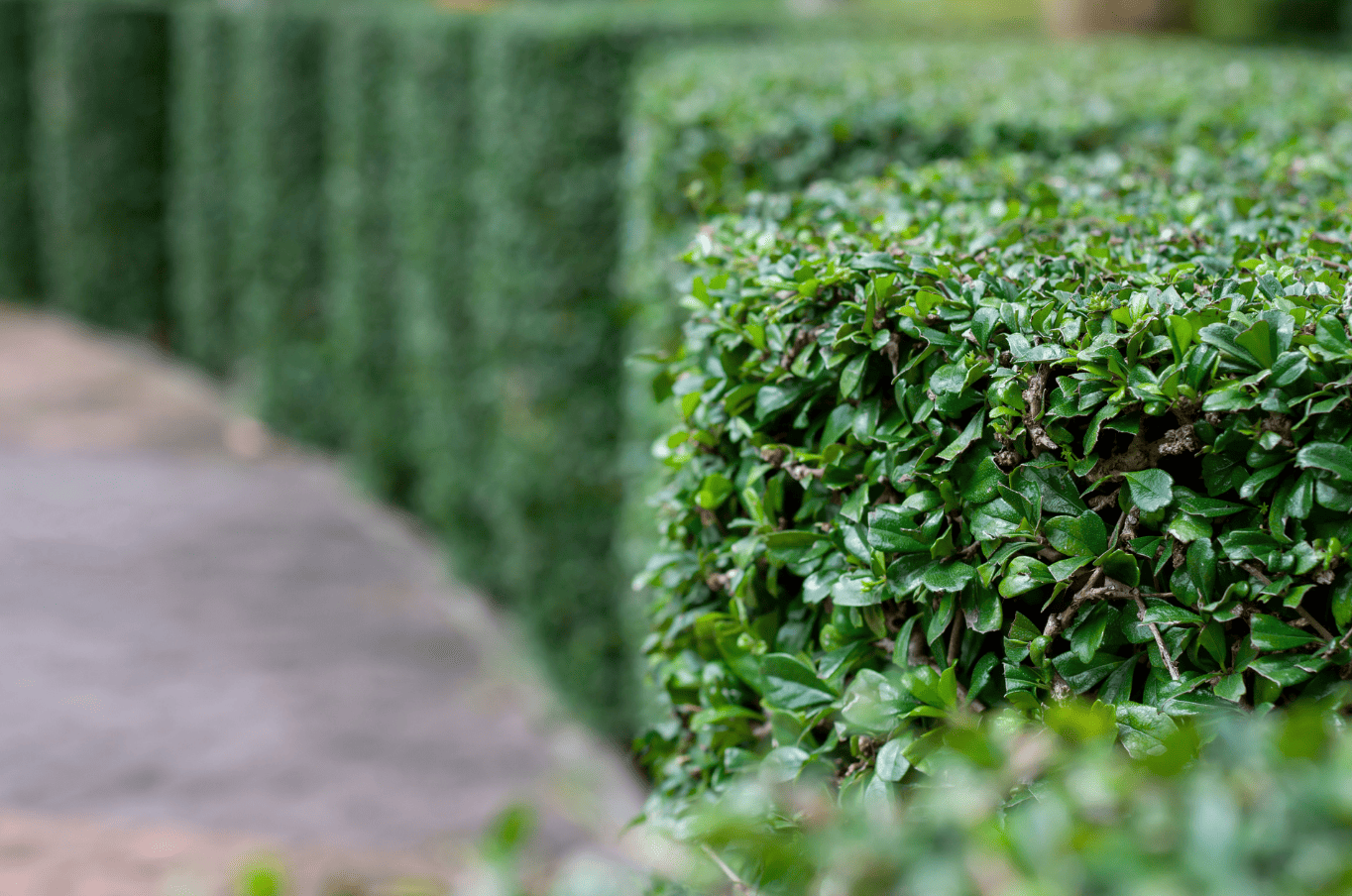 ซาฮกเกี้ยน ต้นรไม้มงคลปลูกหน้าบ้าน