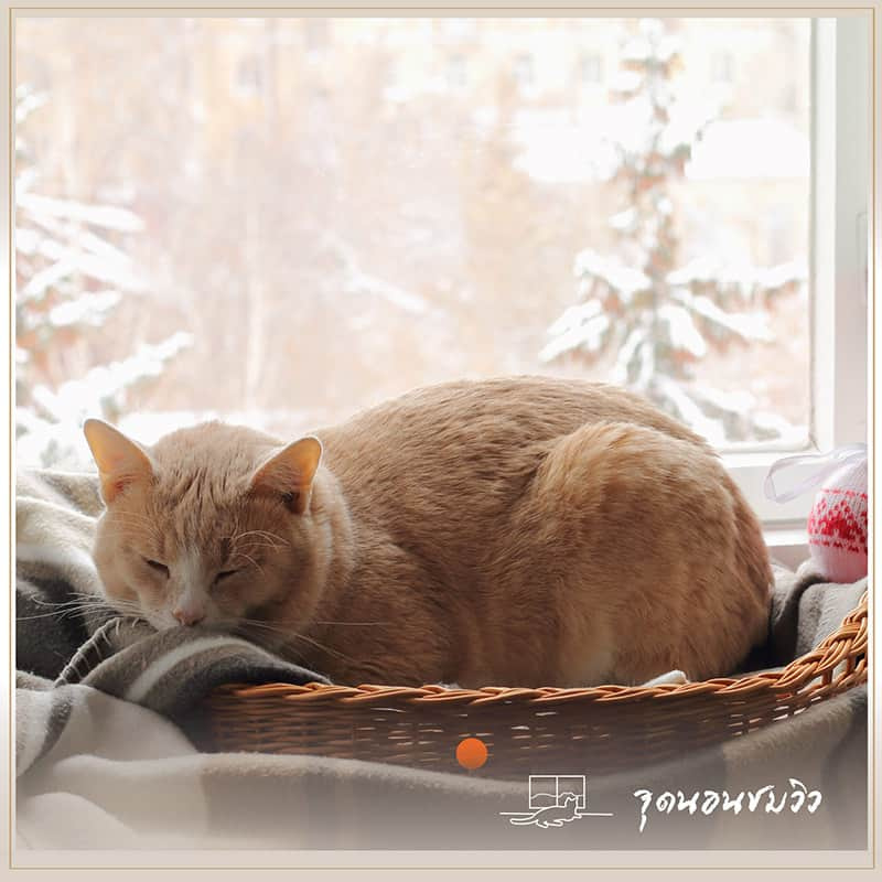 บ้านแมว