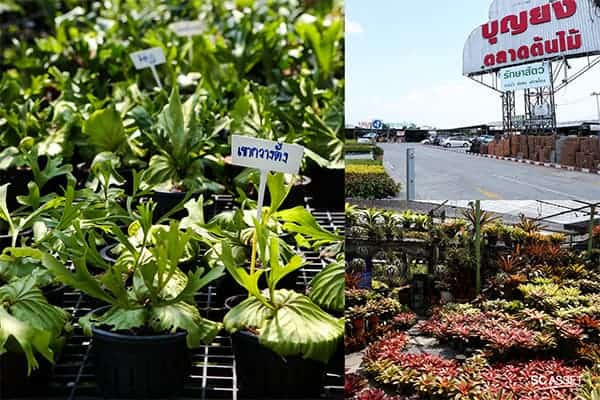 ตลาดต้นไม้บางใหญ่