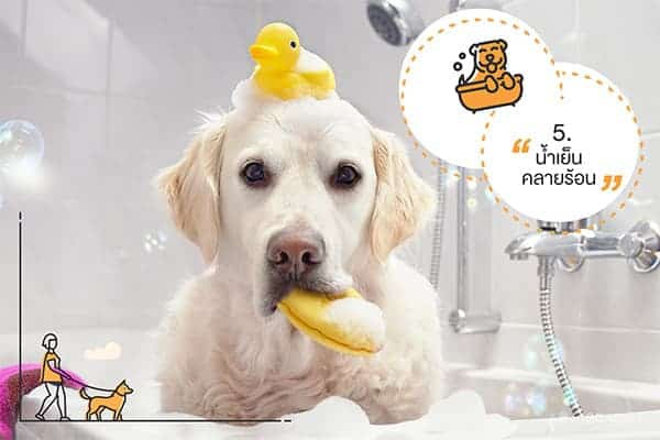 วิธีคลายร้อนให้สุนัข