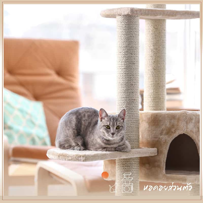 บ้านแมว