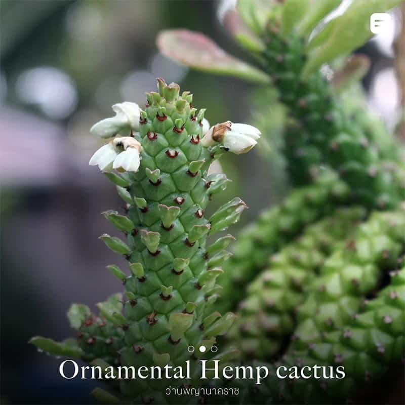 ต้นไม้กันงู ไล่งู