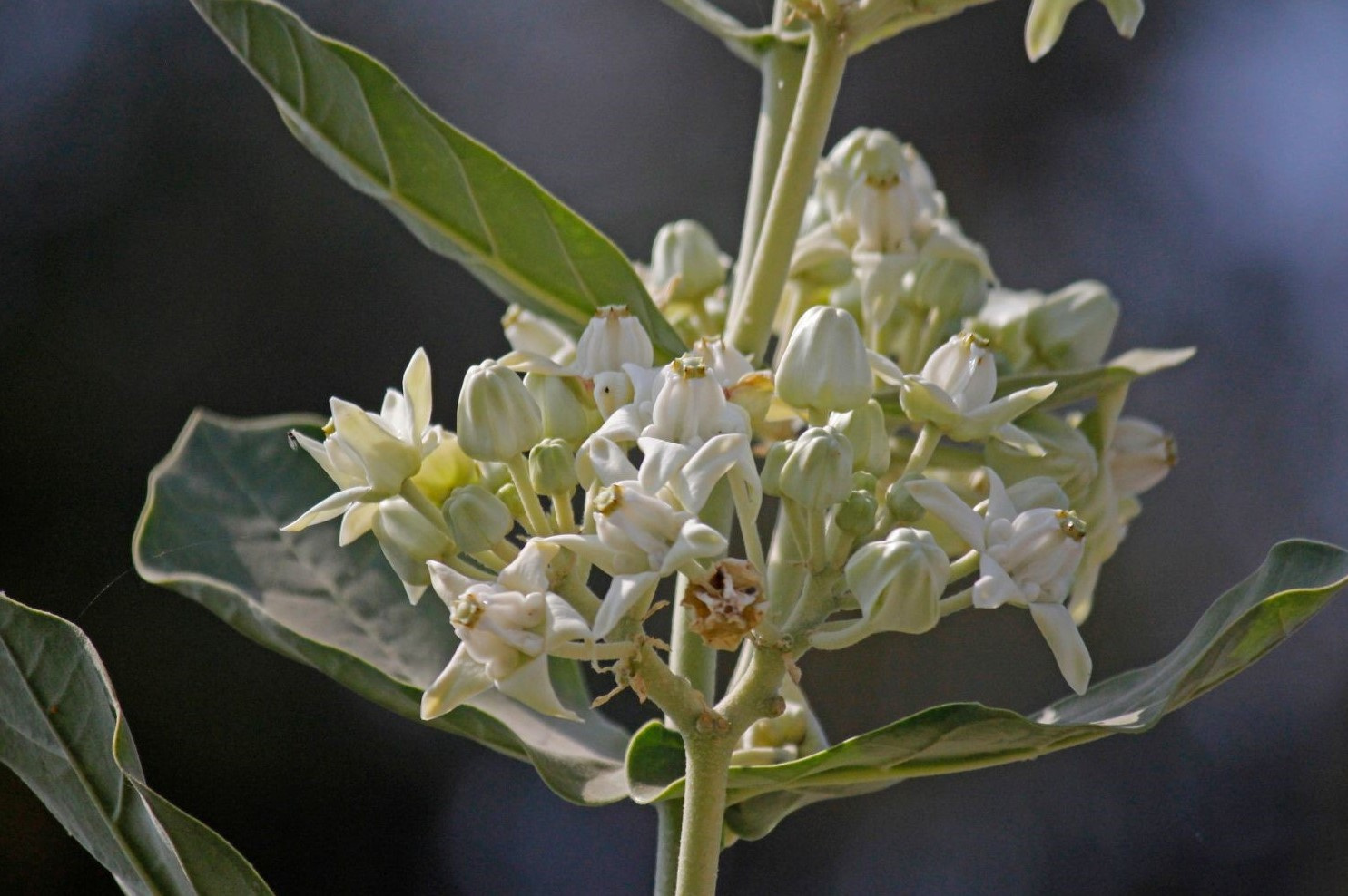 ไม้มงคล ต้นรัก