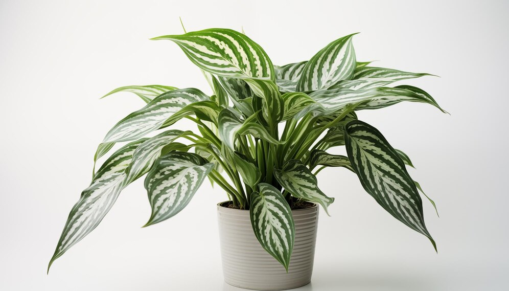 ต้นไม้ฟอกอากาศในบ้าน