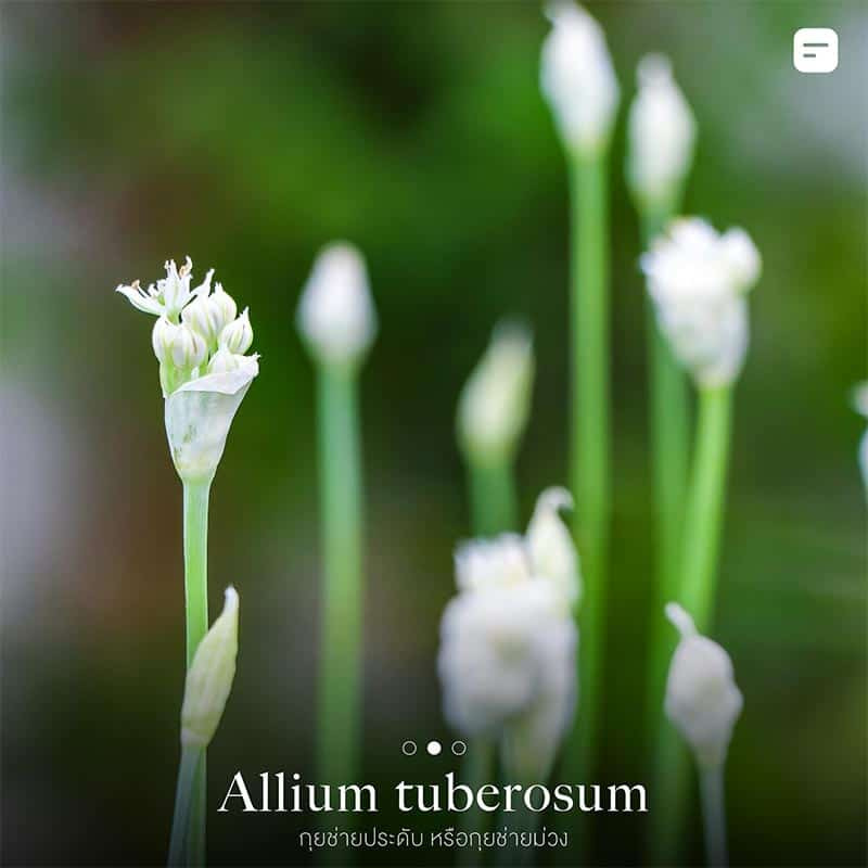 ต้นไม้กันงู ไล่งู