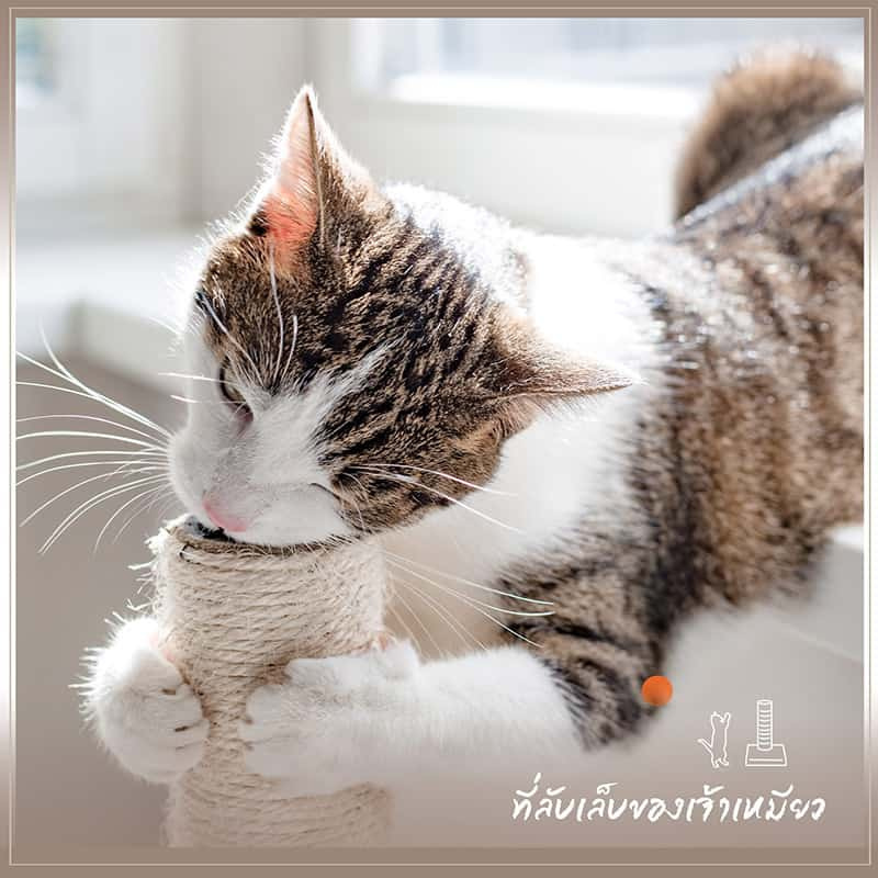 บ้านแมว