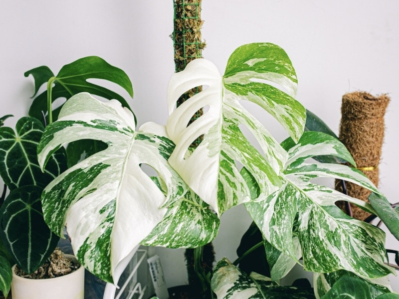 ต้นไม้ฟอกอากาศในบ้าน