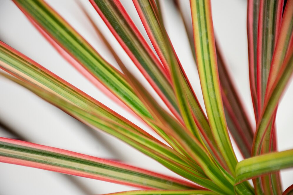 สุดยอดต้นไม้ฟอกอากาศ