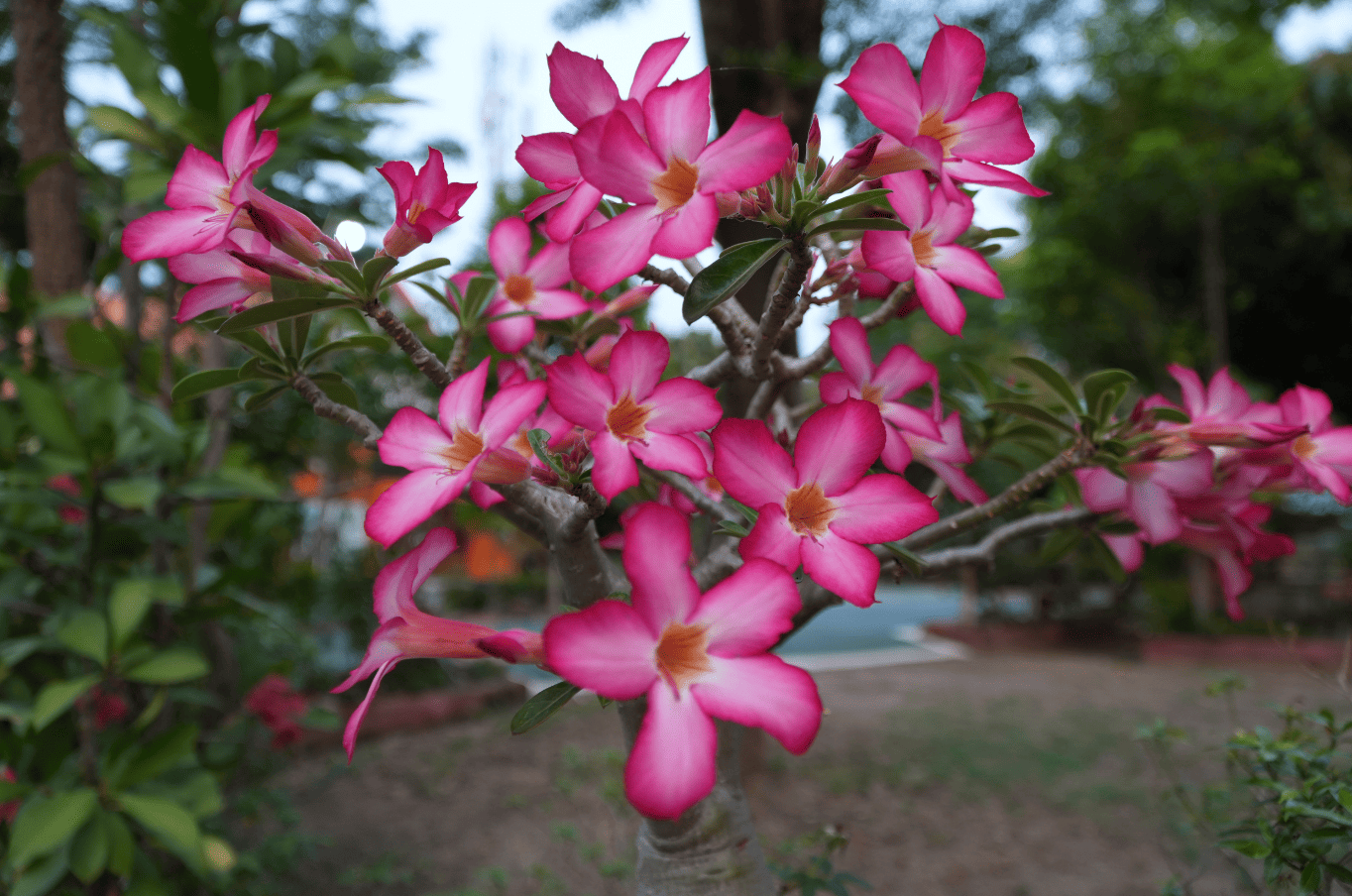 ชวนชม ไม้มงคลปลูกหน้าบ้าน