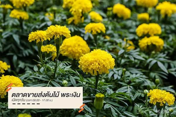 ตลาดต้นไม้บางใหญ่