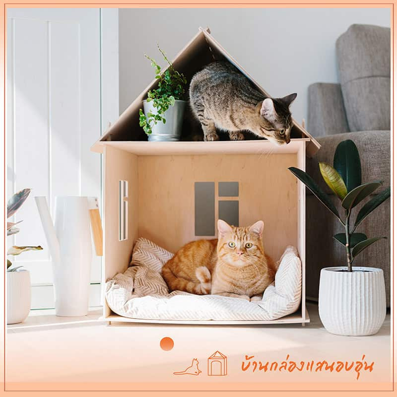 บ้านแมว