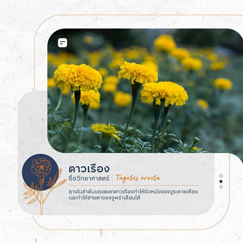 ต้นไม้กันงู ไล่งู