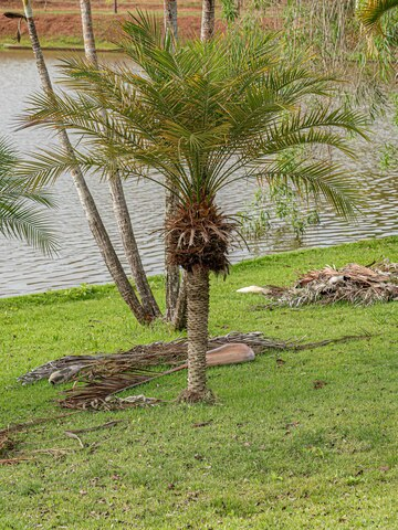 ต้นไม้ฟอกอากาศ ทนแดด