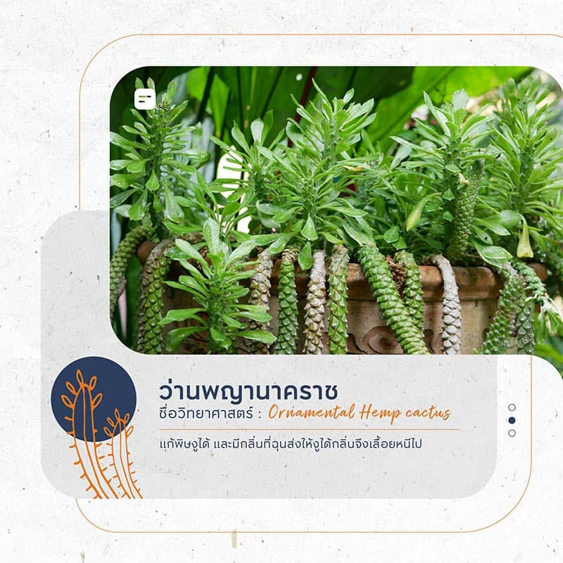 ต้นไม้กันงู ไล่งู