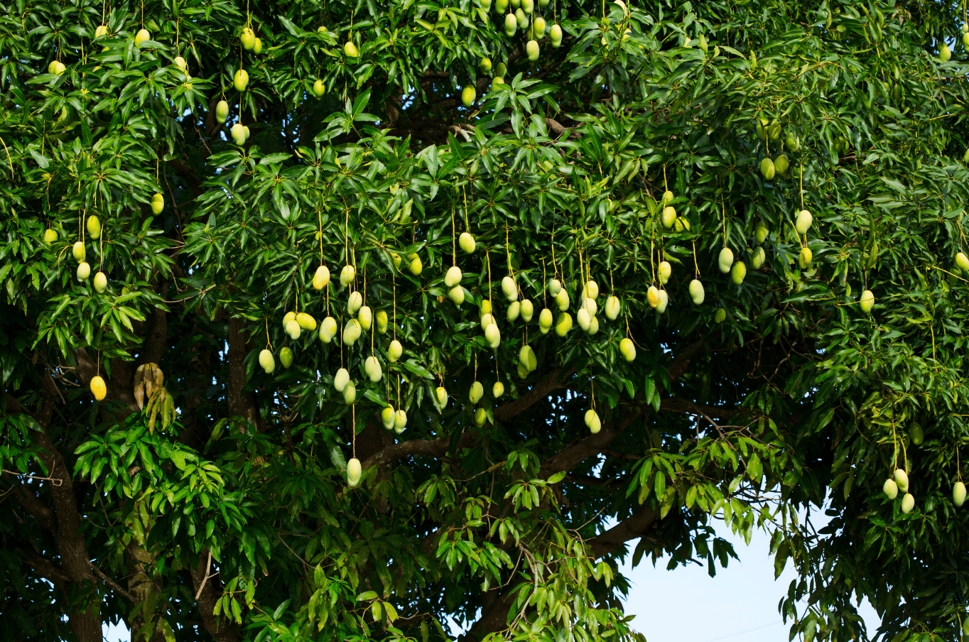 ต้นมะม่วง ไม้มงคลปลูกหน้าบ้าน
