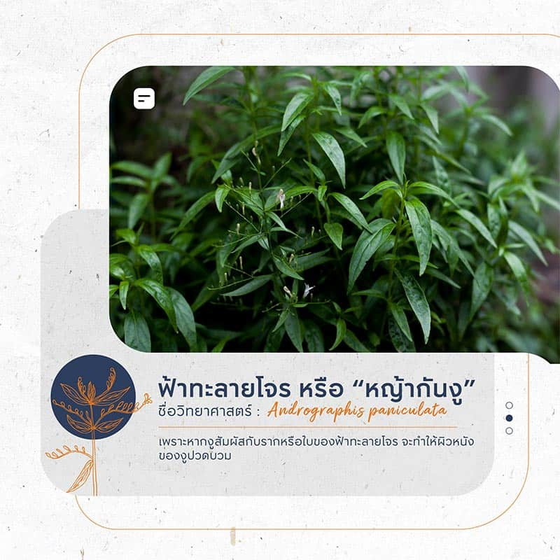 ต้นไม้กันงู ไล่งู