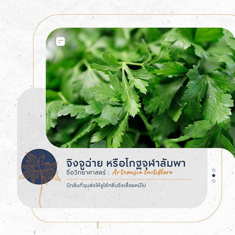 ต้นไม้กันงู ไล่งู