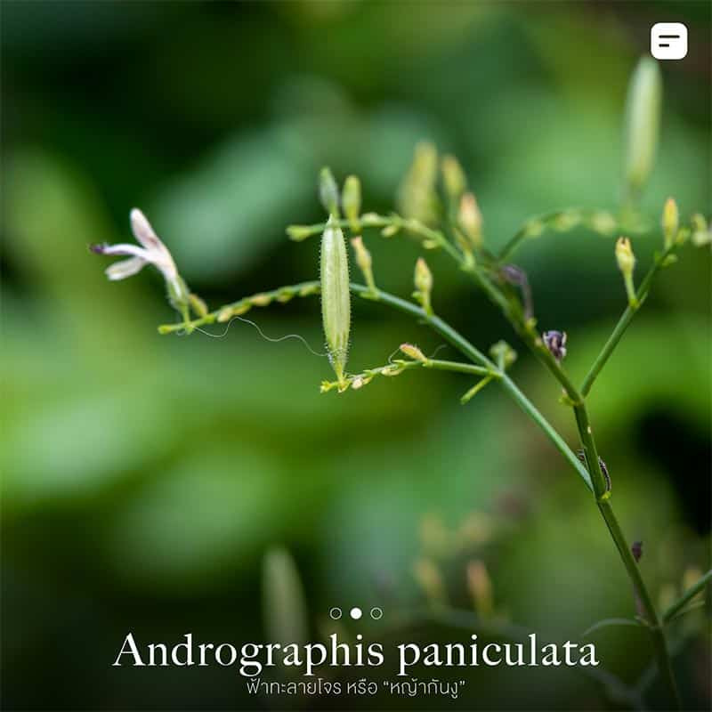 ต้นไม้กันงู ไล่งู