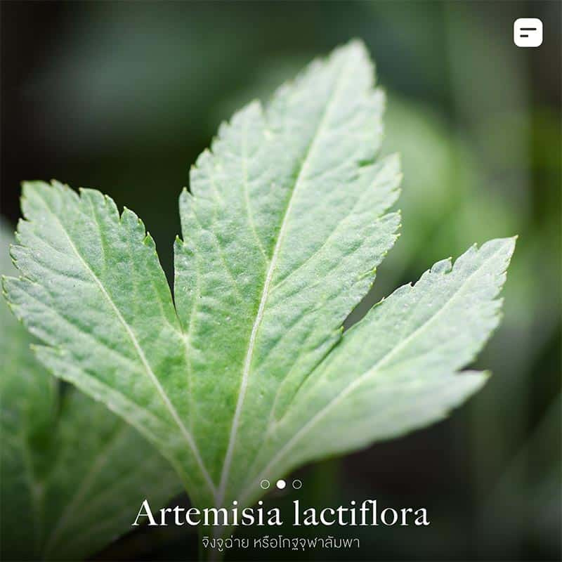 ต้นไม้กันงู ไล่งู