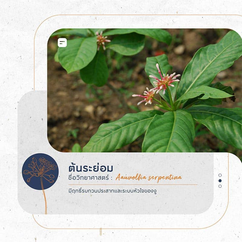 ต้นไม้กันงู ไล่งู