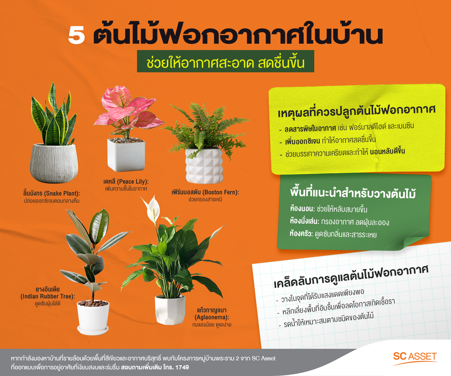 5 ต้นไม้ฟอกอากาศในบ้าน