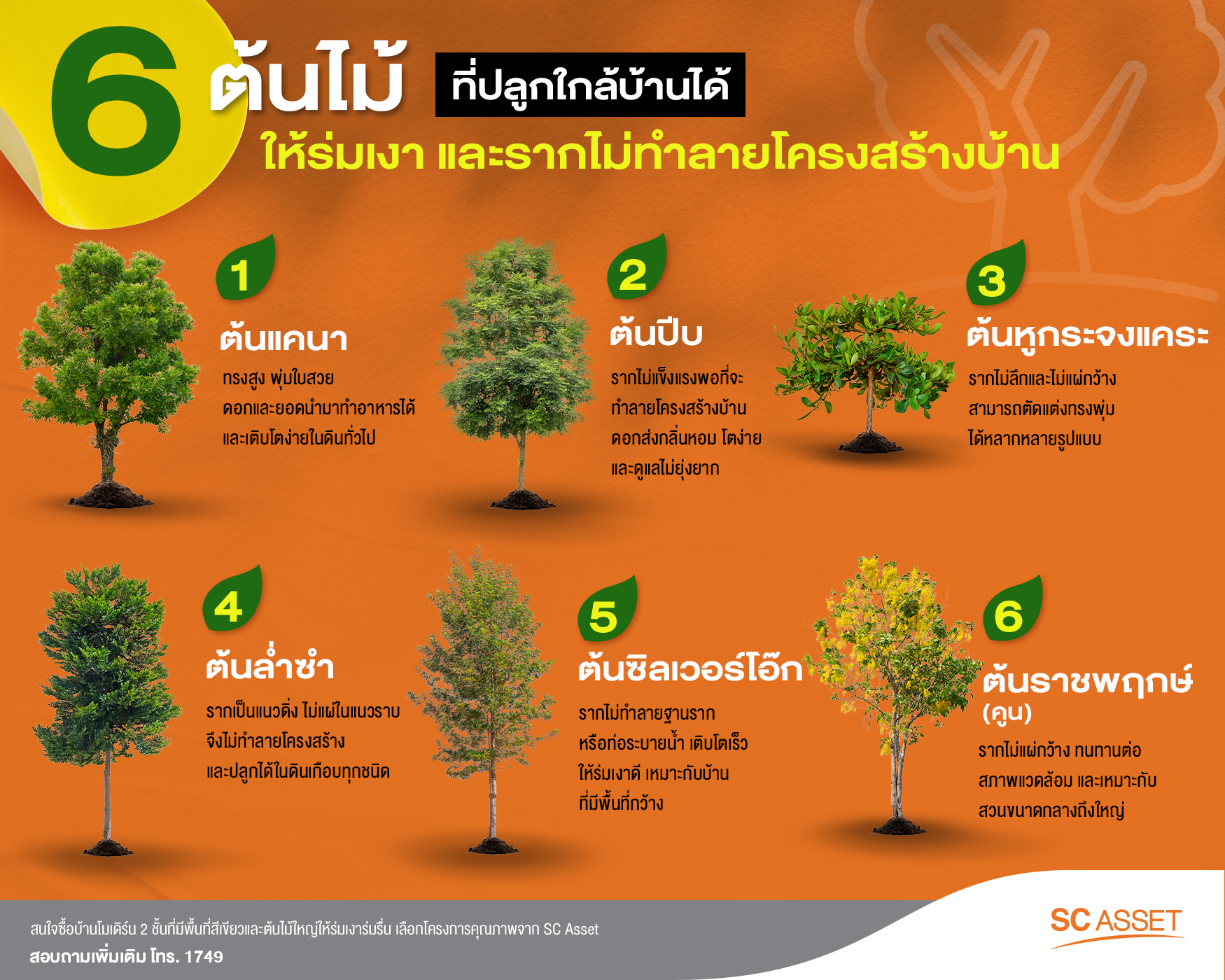 6 ต้นไม้ที่ปลูกใกล้บ้านได้ ให้ร่มเงา ไร้กังวลเรื่องรากชอนไช