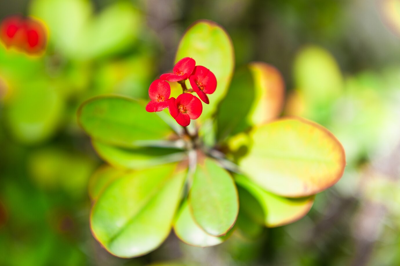 ไม้มงคล โป๊ยเซียน