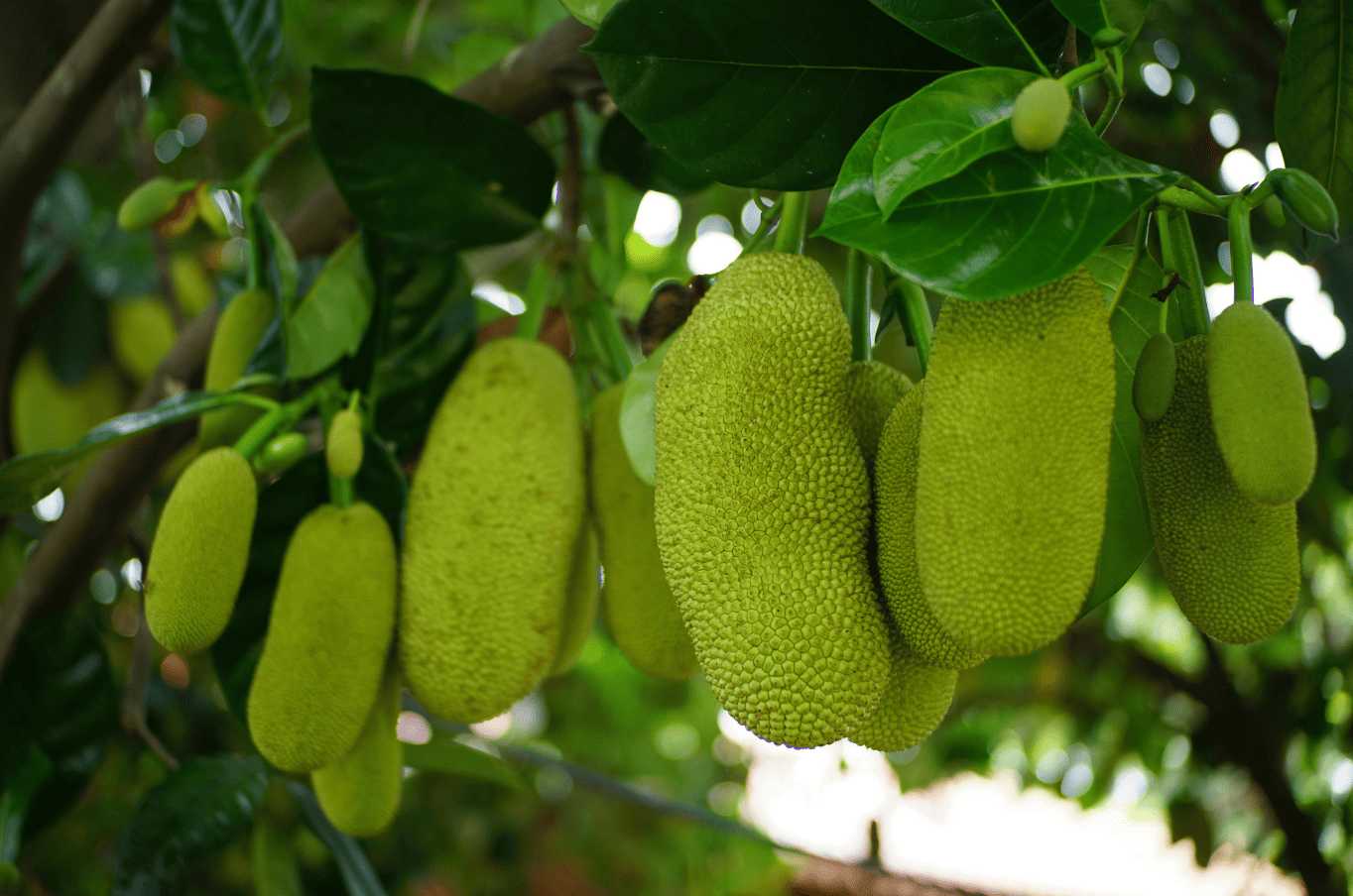 ต้นขนุน ไม้มงคลปลูกหน้าบ้าน