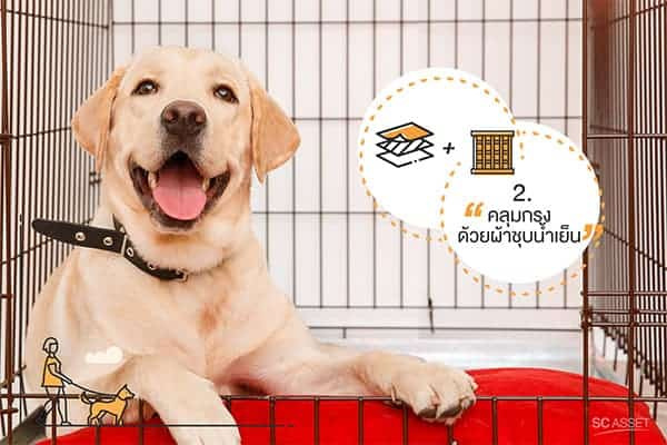 วิธีคลายร้อนให้สุนัข