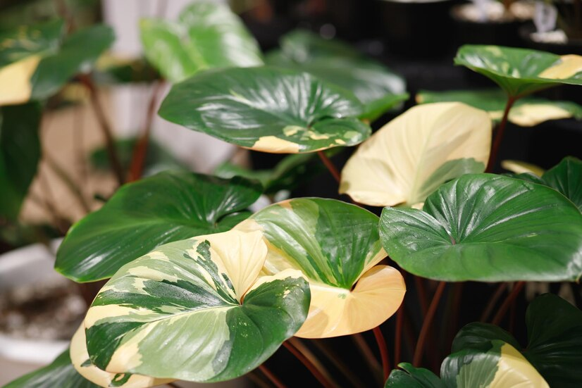 ต้นไม้ฟอกอากาศในบ้าน มงคล