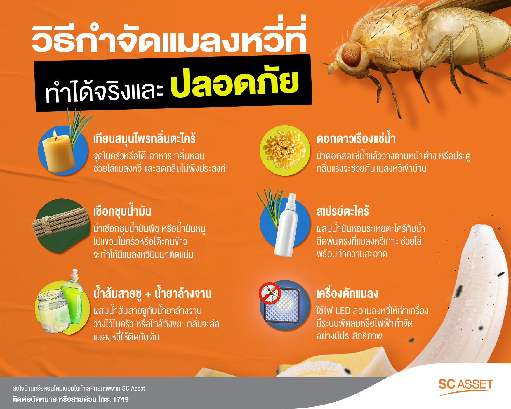 แชร์วิธีไล่แมลงหวี่ที่ปลอดภัย สามารถทำได้ง่าย