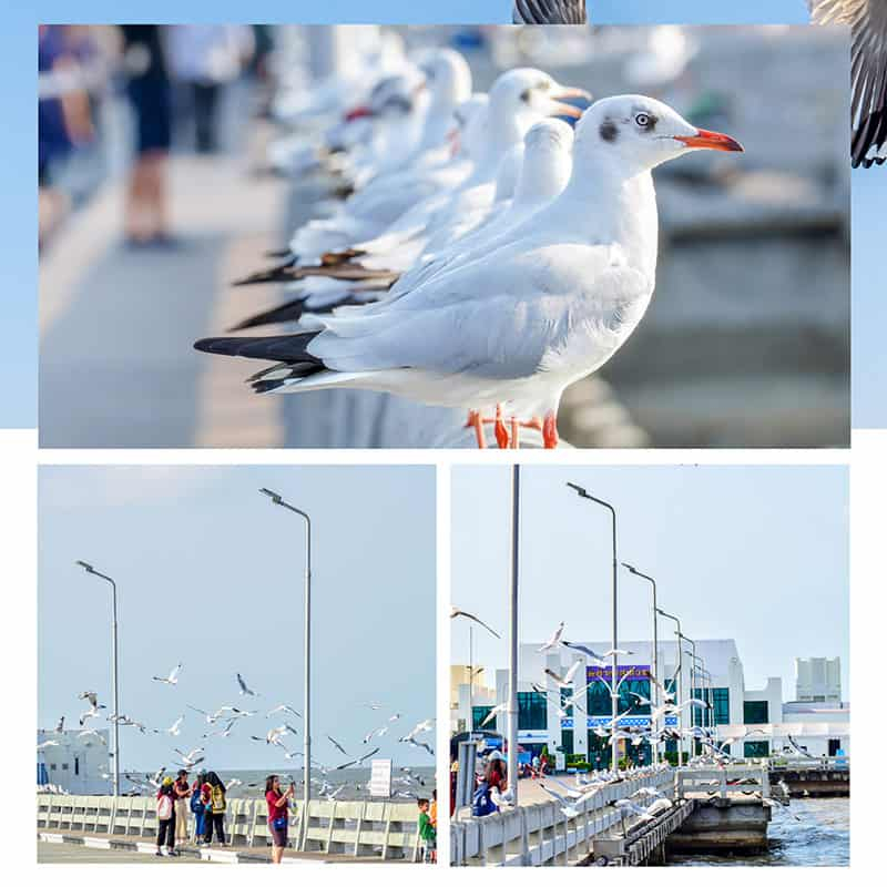 ที่เที่ยวสมุทรปราการ บางปู ดูนก ชมวิวริมทะเล