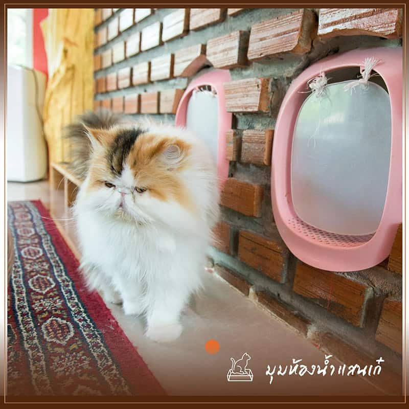 บ้านแมว