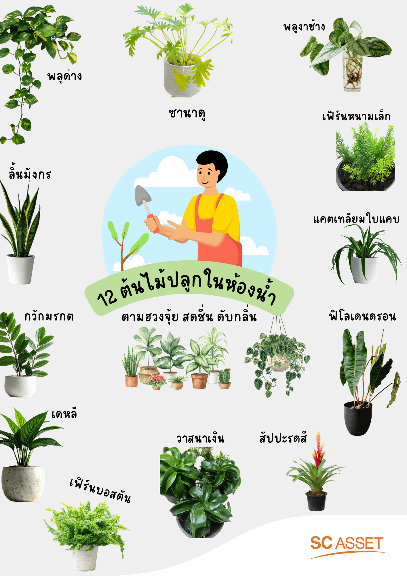 12 ต้นไม้ปลูกในห้องน้ำตามฮวงจุ้ย สดชื่น ดับกลิ่น พร้อมวิธีดูแล