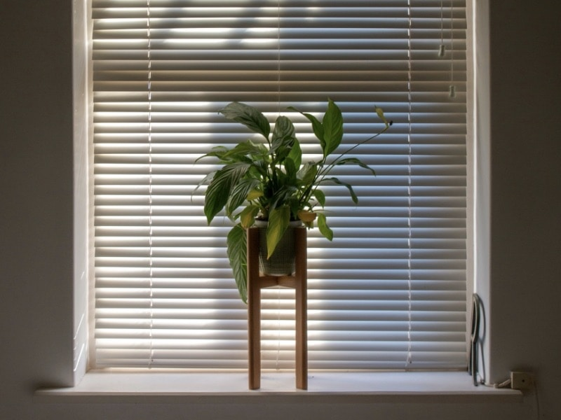 ต้นไม้ฟอกอากาศในบ้าน