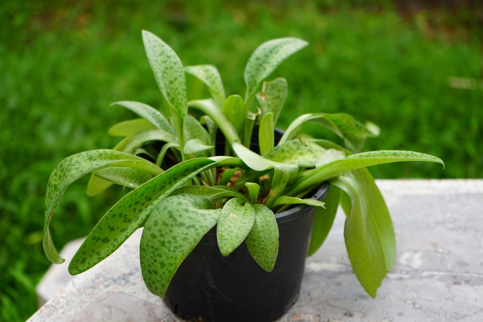 ไม้มงคล ว่านรวยไม่เลิก