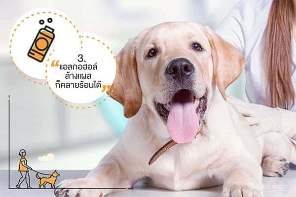 วิธีคลายร้อนให้สุนัข