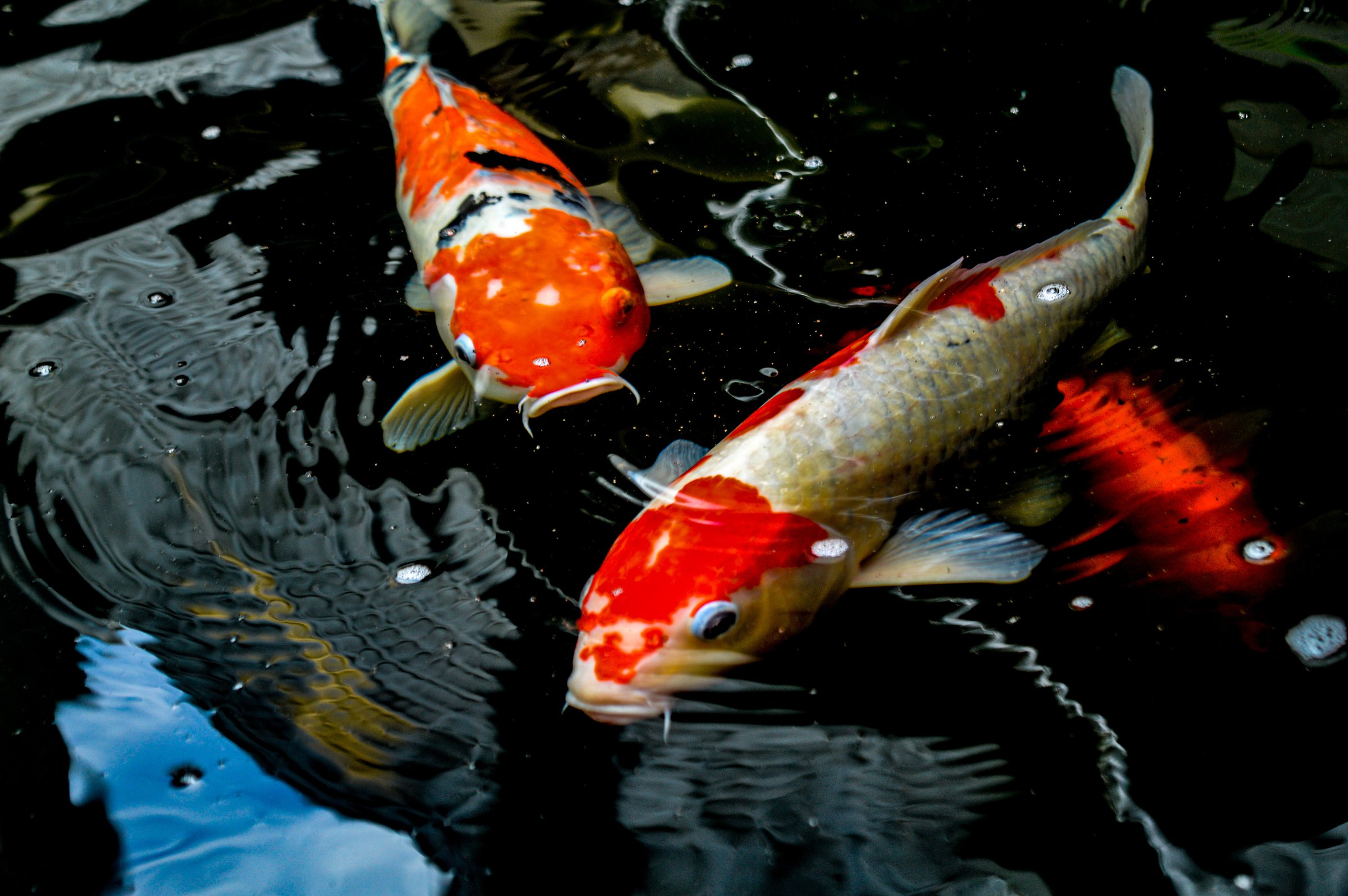 ปลาคาร์ฟ 6 ตัวในบ่อปลาหน้าบ้าน หมายถึงโชคลาภ เงินทอง