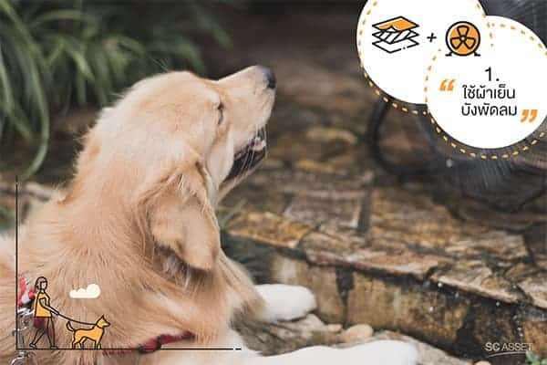 วิธีคลายร้อนให้สุนัข