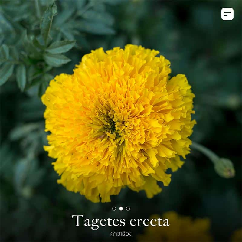 ต้นไม้กันงู ไล่งู