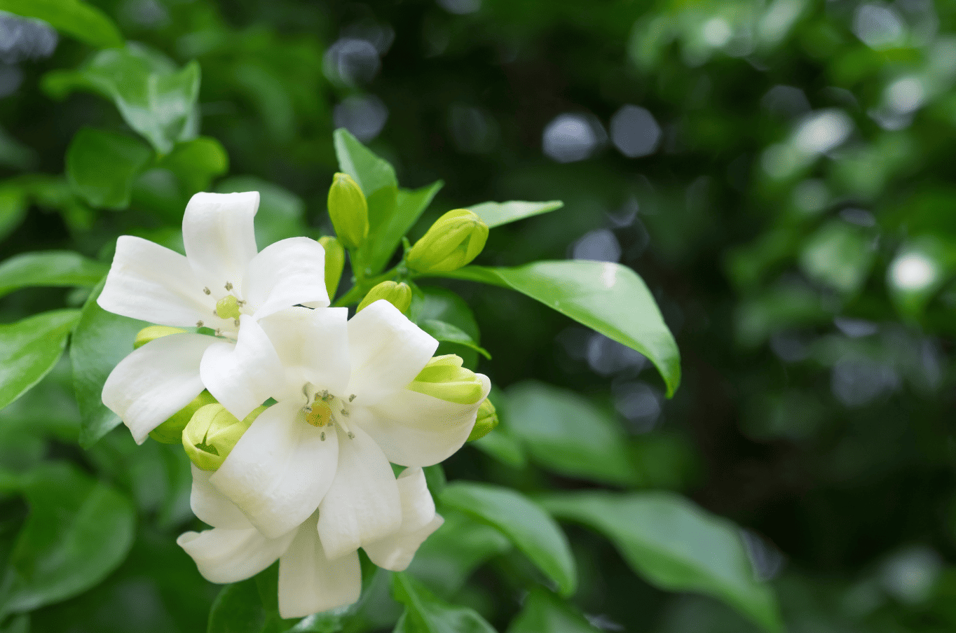 ดอกแก้ว ไม้มงคลปลูกหน้าบ้าน