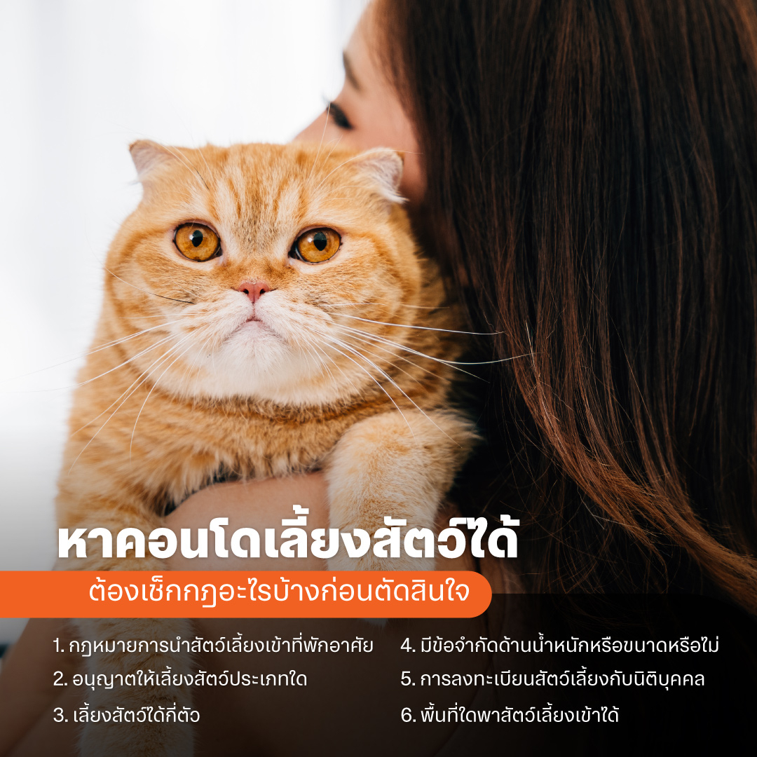 หาคอนโดเลี้ยงสัตว์ได้ ต้องเช็กกฎอะไรบ้างก่อนตัดสินใจ