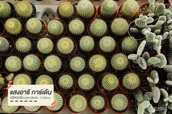 ตลาดต้นไม้บางใหญ่