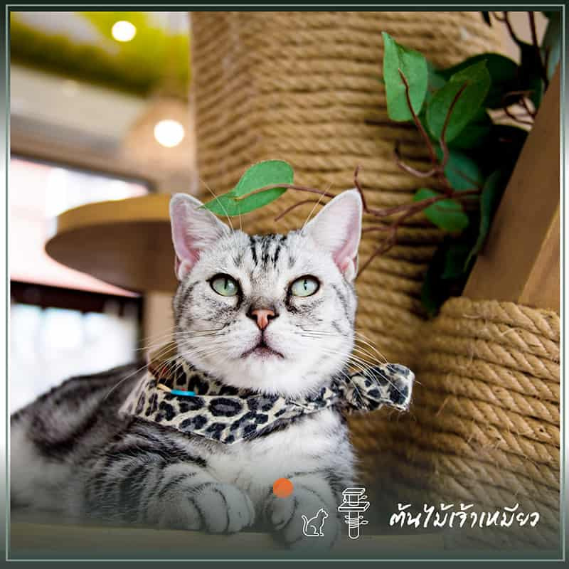 บ้านแมว