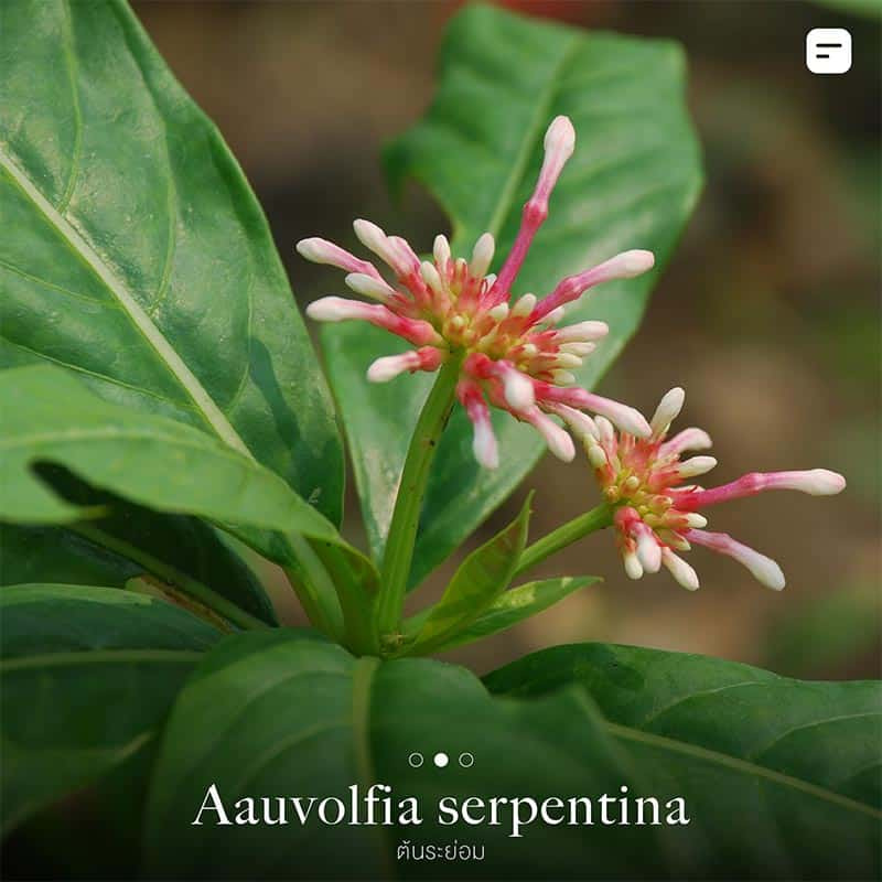 ต้นไม้กันงู ไล่งู