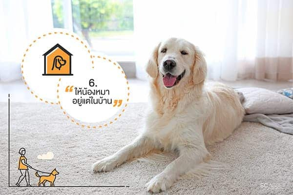 วิธีคลายร้อนให้สุนัข