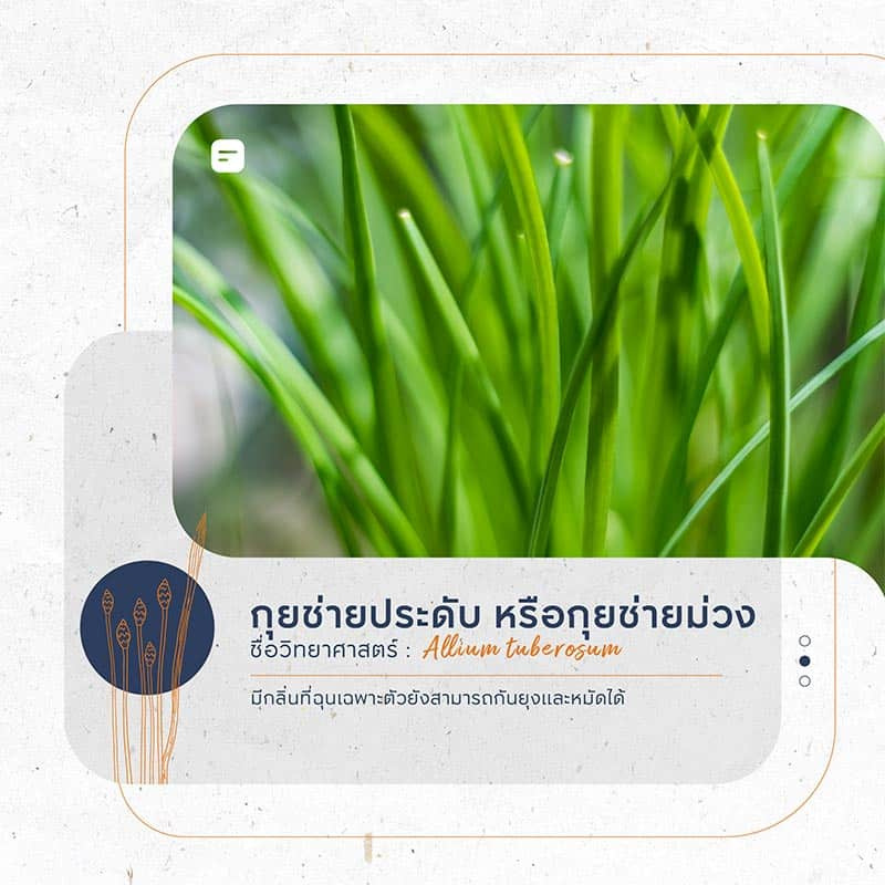 ต้นไม้กันงู ไล่งู