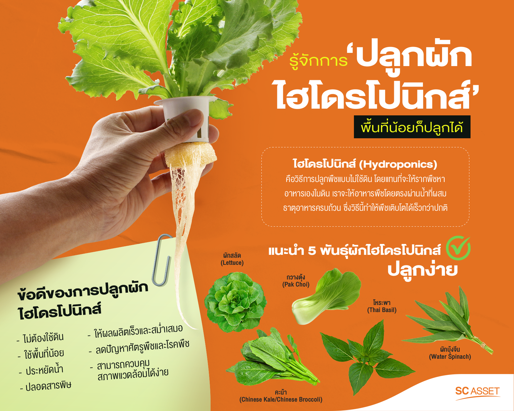 ข้อควรรู้เกี่ยวกับการปลูกผักไฮโดรโปนิกส์