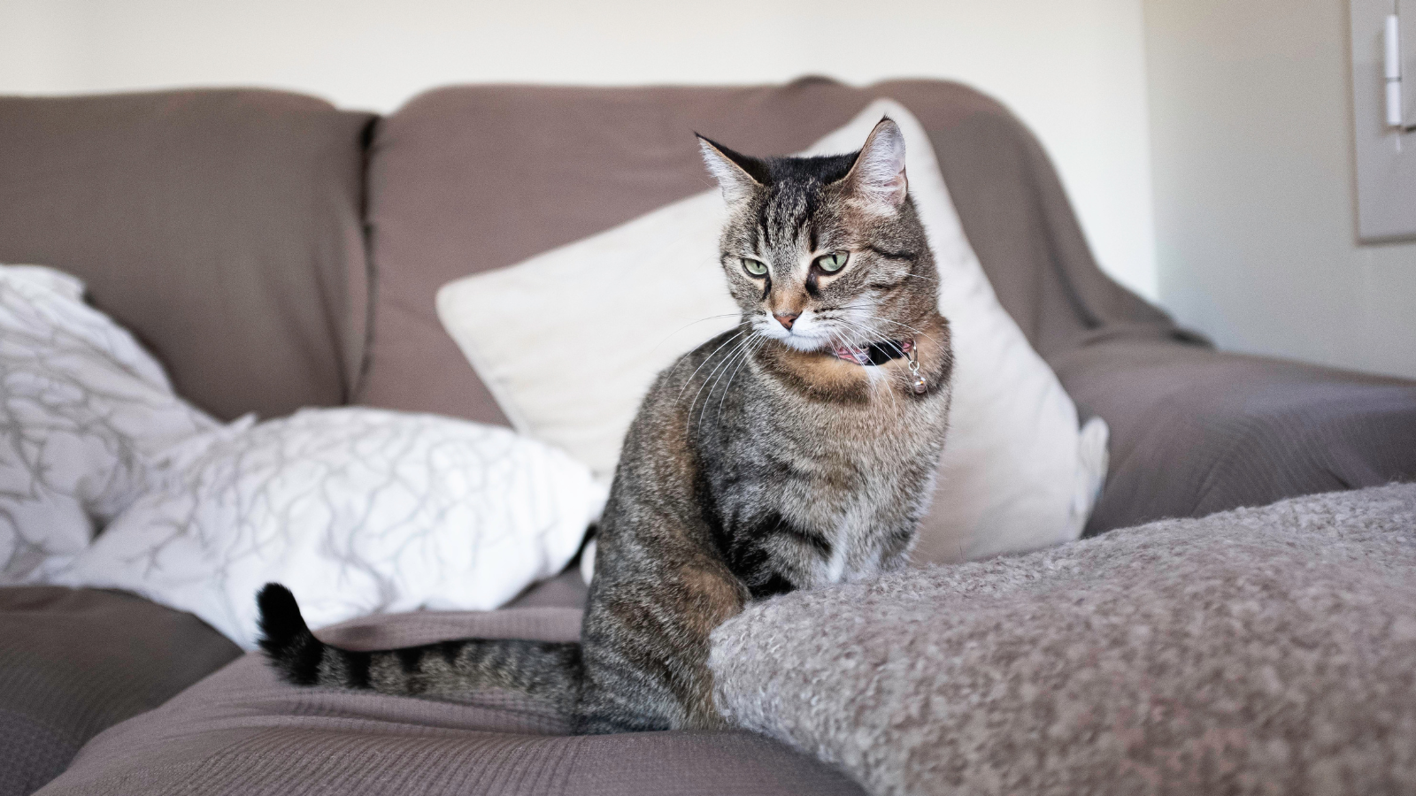 ทำไมกลิ่นฉี่แมวถึงกำจัดยาก